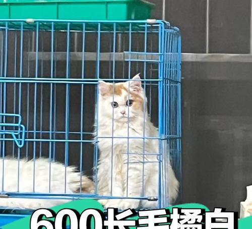 英短猫绝育后呕吐加猫瘟问题解析（绝育是否与猫的呕吐和患猫瘟有直接关系？）
