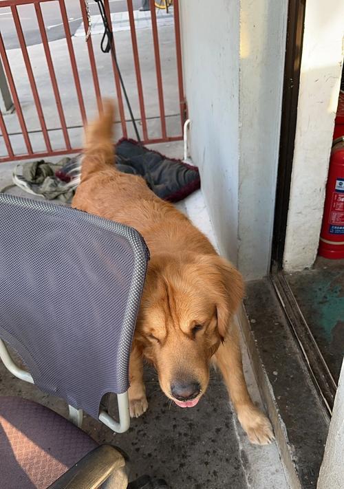 金毛犬的饮食需求及定时餐饮安排（以2个月金毛饿多久为主题的饮食指南）