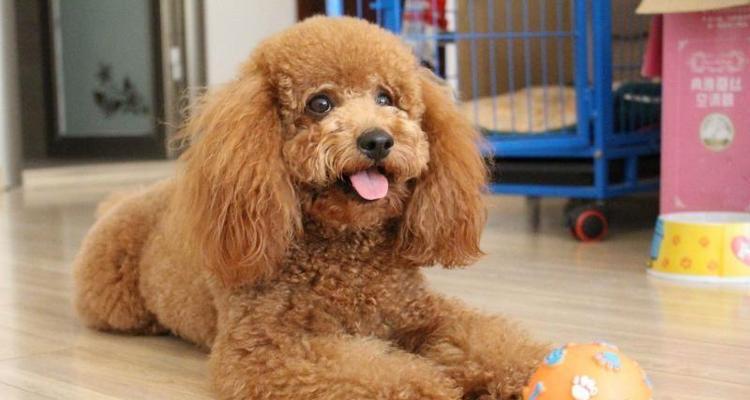 绝育（为什么绝育对泰迪犬是一个明智的选择）