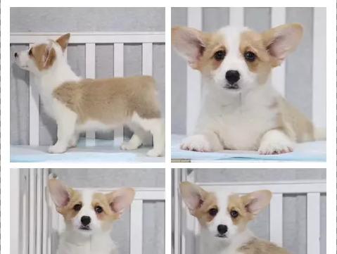 如何正确剪辑哈士奇的指甲？（为你的爱犬提供一个舒适的指甲修剪体验）