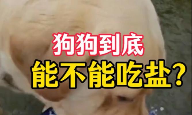 狗狗的盐摄入量问题（狗狗可以吃盐吗？每天多少盐才合适？）