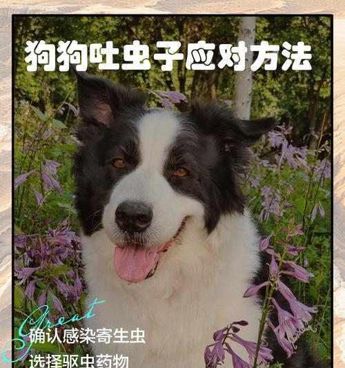 狗狗呕吐的病因与治疗措施详解（了解狗狗呕吐的原因和如何治疗，为宠物健康保驾护航）