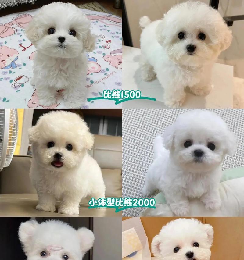 比熊犬（亲切可爱的性格与容易养护的特点）