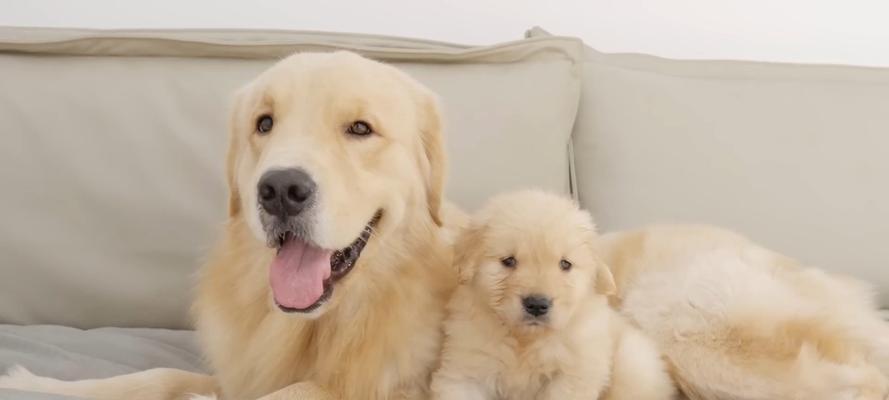金毛犬的月经周期及持续时间（了解金毛犬月经周期，做好生理保健）