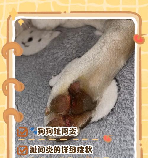 如何预防狗狗趾间炎？（保护你的宠物免受趾间炎的困扰）