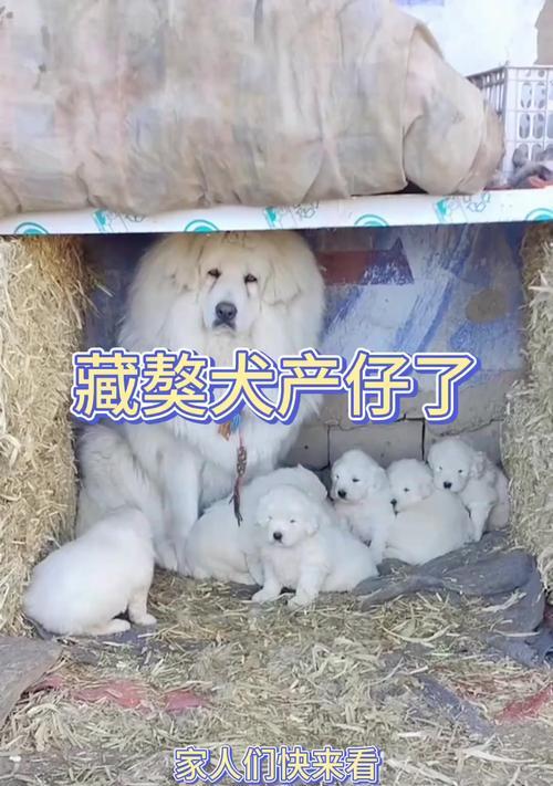 如何快速识别藏獒幼犬的六个特点（了解藏獒幼犬的特点，选择合适的宠物伙伴）