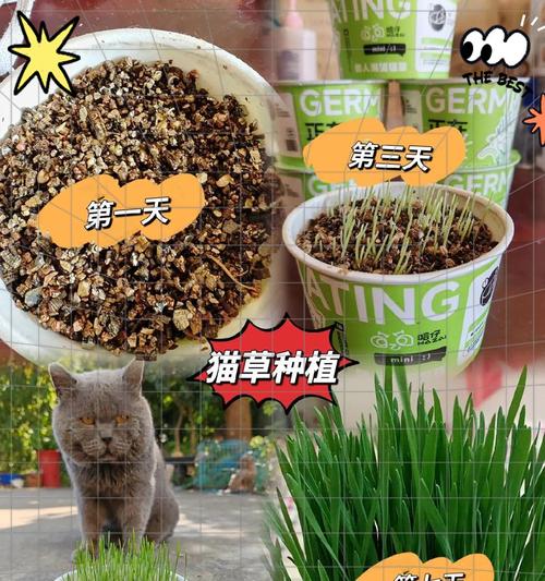猫薄荷（探究猫薄荷对猫咪的影响及注意事项）