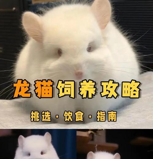 龙猫的繁殖周期及生育时间解析（探寻龙猫生育规律，揭开其独特繁殖秘密）