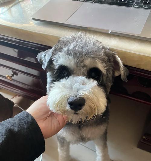 雪纳瑞犬养护指南——六大要素宠主须知（打造幸福雪纳瑞生活，六个要点助您成为合格犬主）