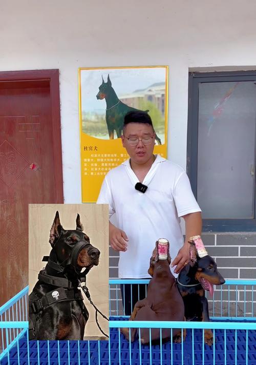 杜宾绑耳训练的时长与方法（科学设定绑耳时间，培养杜宾听觉敏锐度）