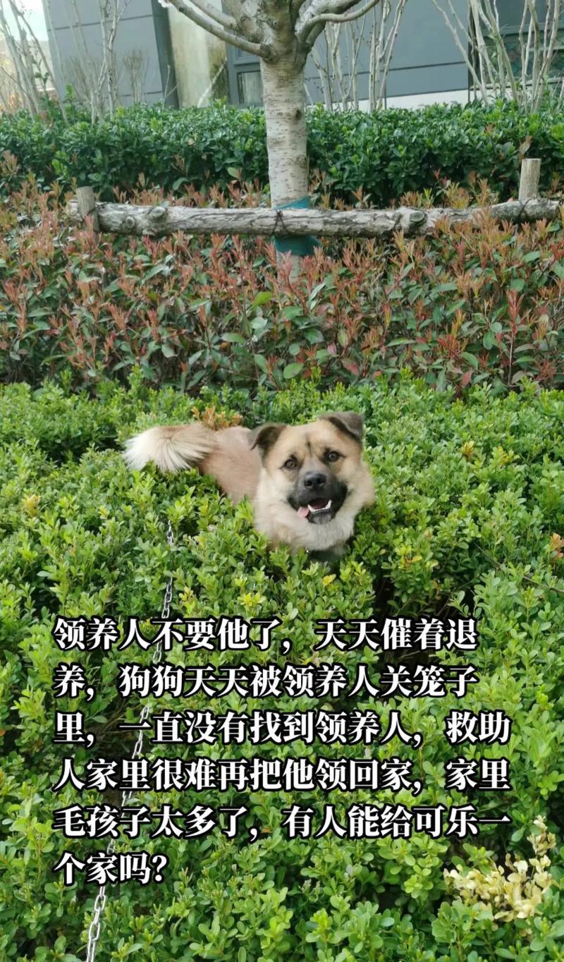 了解你家狗狗的寿命有多长是很重要的（探索狗子的寿命，让我们的相伴更长久）