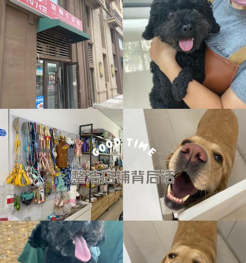 拉布拉多成年犬洗澡频率多久合适？（给你的成年拉布拉多洗澡是需要注意的，了解适当的洗澡频率关键。）