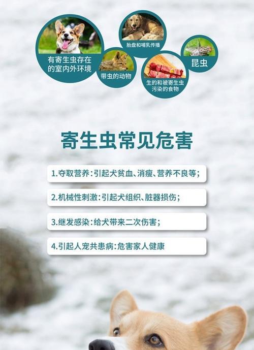 狗驱虫频率（科学驱虫，宠物健康护航）