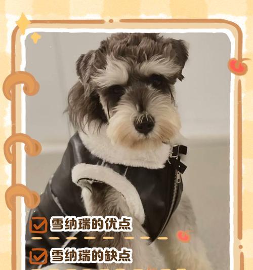如何正确给雪纳瑞幼犬洗澡（了解适宜的洗澡频率和正确的洗澡方法）