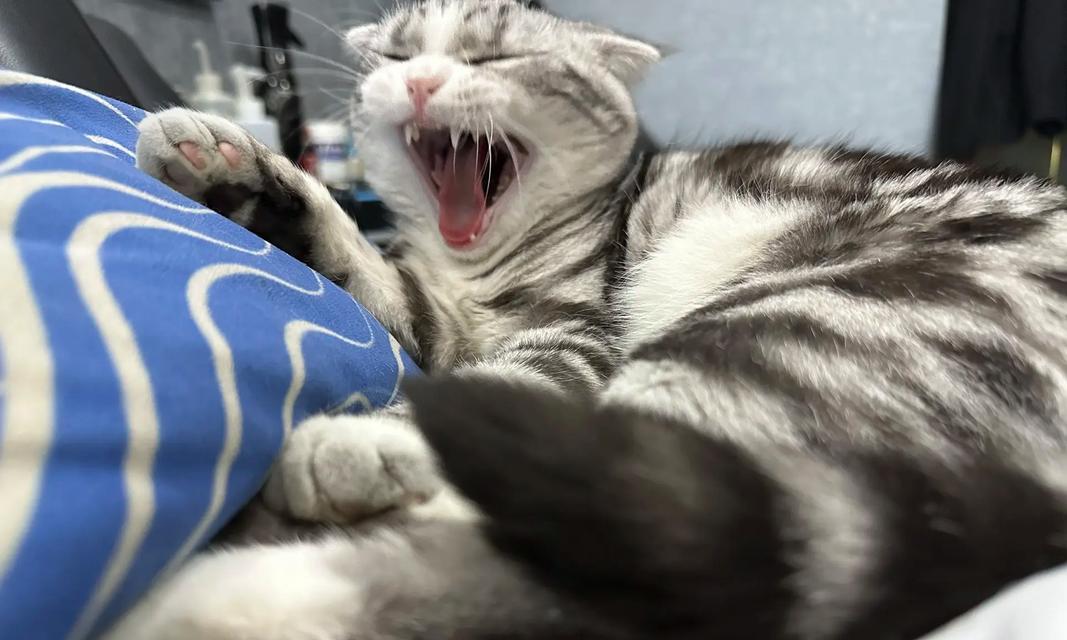 猫咪的睡眠时间之谜（揭秘猫咪的“睡觉达人”身份，探索睡眠对猫咪健康的重要性）