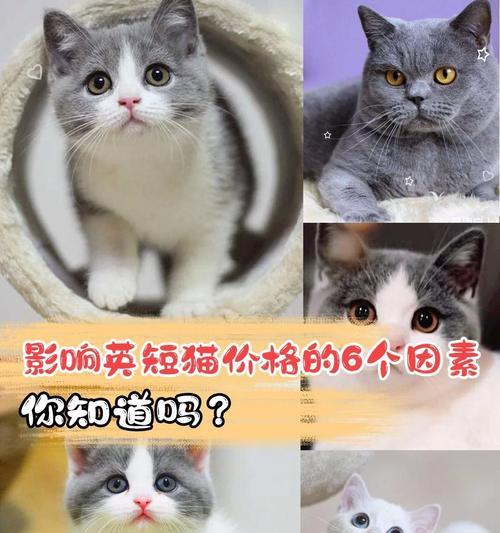 影响猫咪价格的关键因素（了解这些因素，选择适合的猫咪伴侣）