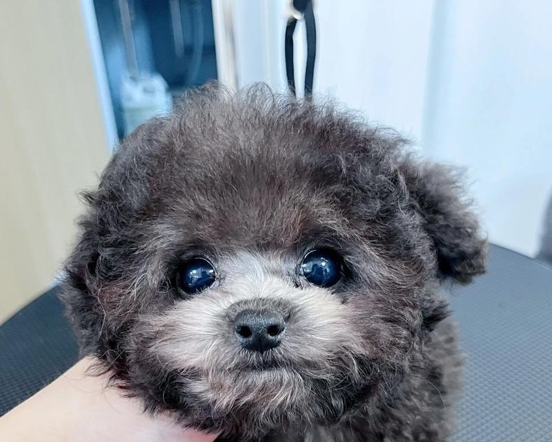 泰迪犬打疫苗后多久可以洗澡？（了解泰迪犬洗澡时间的重要性）