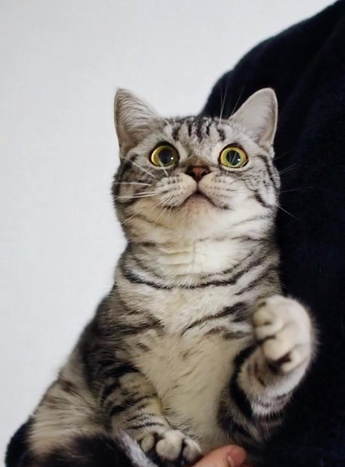 美短猫的花色多样性（探索美短猫的花色奇观）