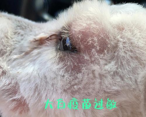 猫咪打完疫苗后过敏的原因及预防方法（揭秘猫咪疫苗过敏背后的秘密，让你的猫咪健康无忧！）
