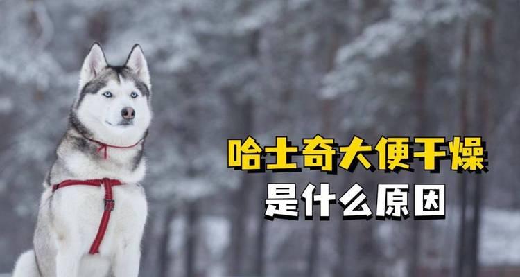 哈士奇的正常排便时间（了解哈士奇大便频率及规律，做好养护管理）