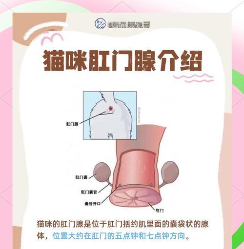 如何给汪星人挤“肛门腺”？（简单易做，挤出好身体的方法）