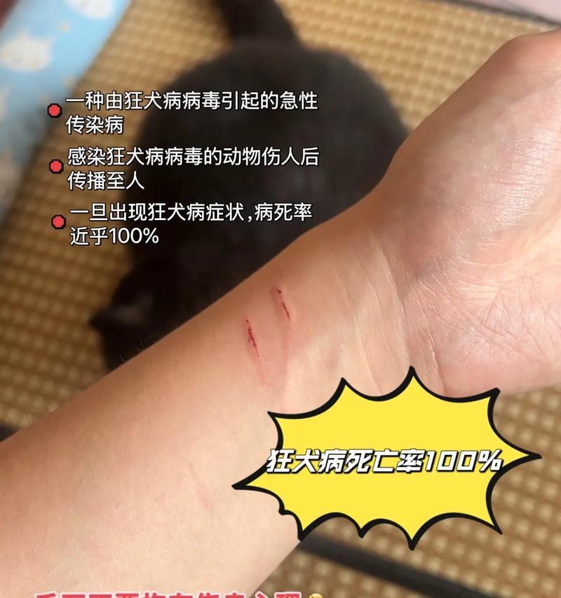 猫感染狂犬病需要多久？（探究猫感染狂犬病的发展过程与时间）