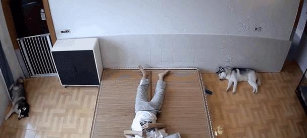 哈士奇的睡眠需求（揭秘哈士奇睡眠时间的秘密，了解如何满足它们的休息需求）