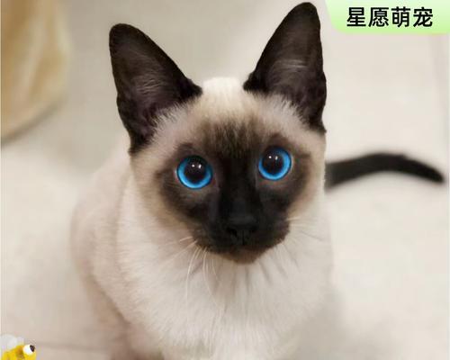 暹罗猫的记忆力究竟有多久？（解密暹罗猫记忆的奥秘与长久程度）