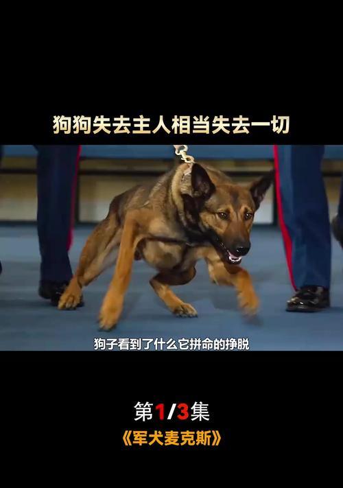 狗年电影热潮席卷影院（2018年献礼之狗年电影盛宴）