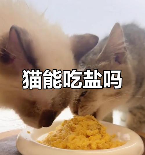 喂食猫咪的7个误区，你踩坑了吗？（小心这些误区，让你的猫咪健康快乐生活）