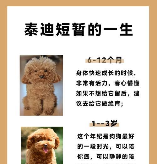 泰迪狗五个月应该每天溜多久？（养泰迪狗的主人需要了解的关于散步时间的重要性和建议）