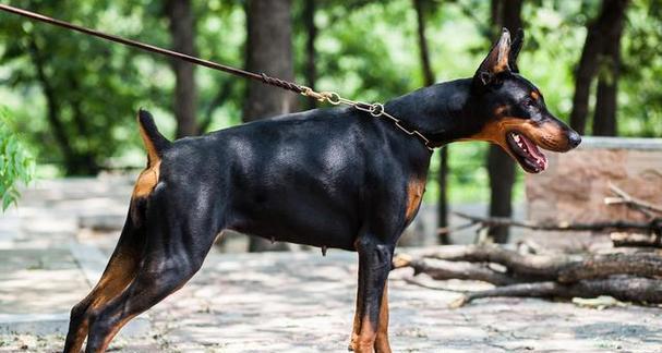 如何科学养育德国杜宾犬？（杜宾犬喜欢吃什么？营养均衡饮食的关键）