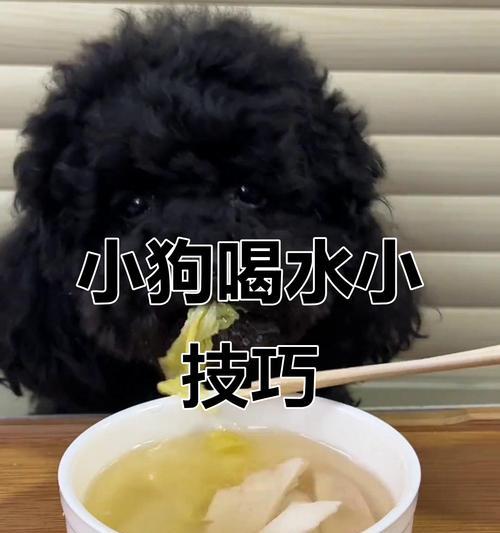 两个月小狗的水分需求及喝水过多的影响（了解小狗的饮水需求和注意喝水过多的问题）