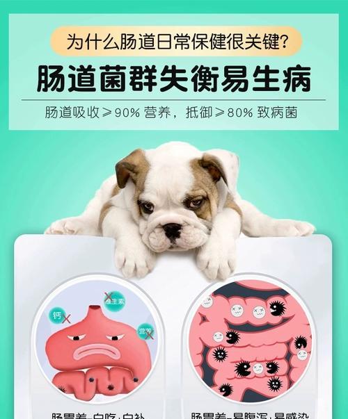狗狗益生菌的有效期究竟有多久？（探索狗狗益生菌的最佳使用时间和周期）