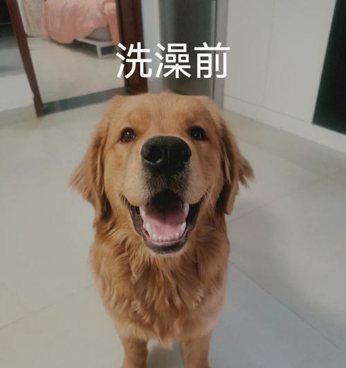 金毛小狗洗澡的最佳频率与方法（正确护理金毛小狗的清洁需求，确保其健康快乐）