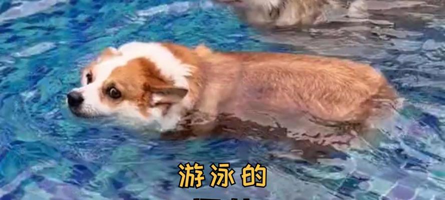 狗狗游泳的益处与风险（探索狗狗游泳的好处和坏处）