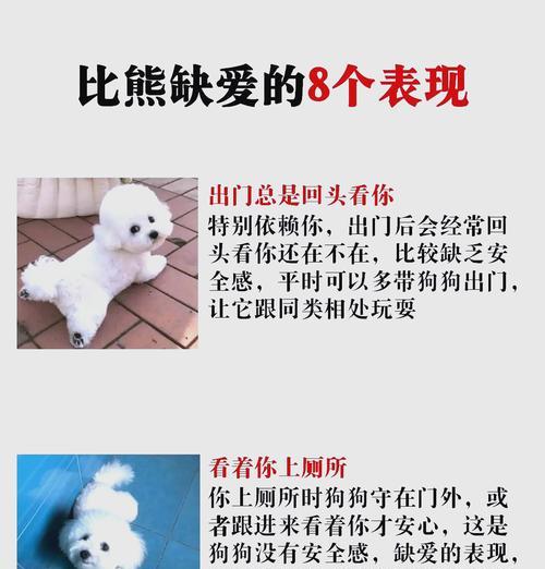 比熊犬的超级粘人特质解析（为什么比熊犬如此粘人？——揭秘比熊犬不放过你的原因）