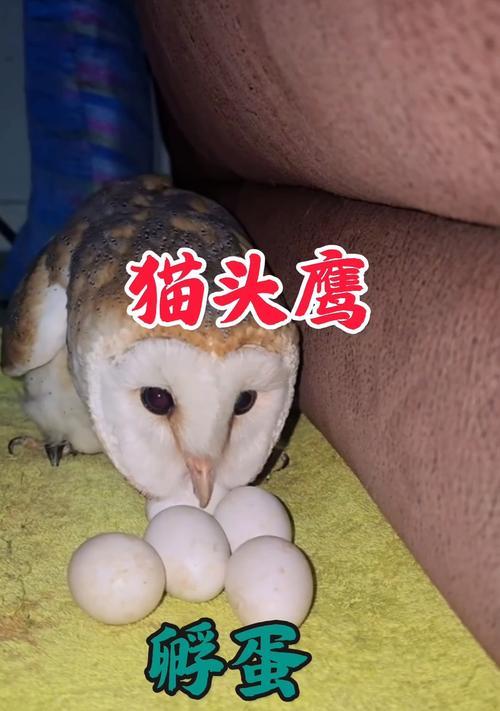 养猫头鹰的生活习性和喂养技巧（掌握关键技巧，轻松养猫头鹰）