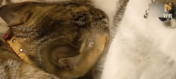 小猫断奶时间及注意事项（小猫断奶过程、喂养频率和食物选择的关键要点）