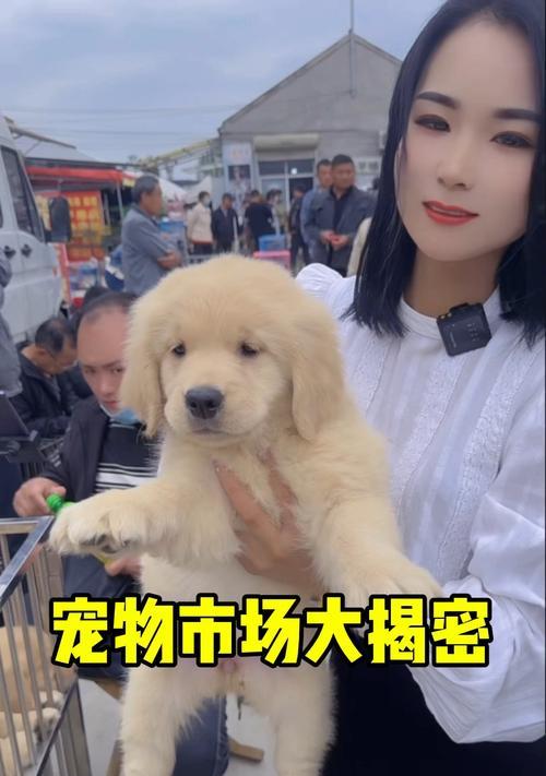 呼和浩特市宠物市场的发展现状及问题分析（探究呼和浩特市宠物市场的规模、品种、经济效益及存在的困境）