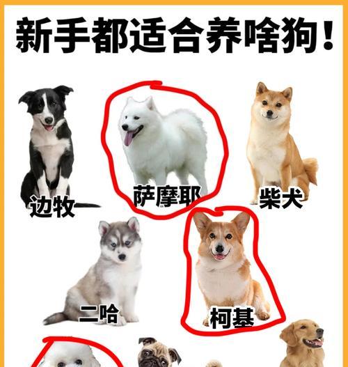 新手养宠指南（为了宠物的健康，了解萨摩耶幼犬的饮食需求是关键。）