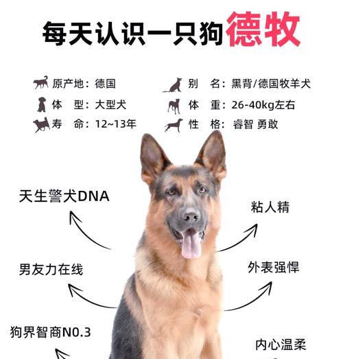 狼狗和德牧之间的渊源（揭秘狼狗的德牧血统）