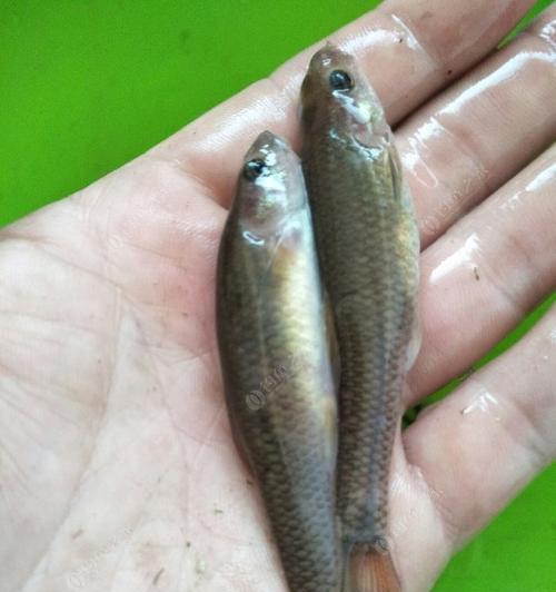 淡水鱼的种类及特点（探索淡水鱼的多样性与生态）