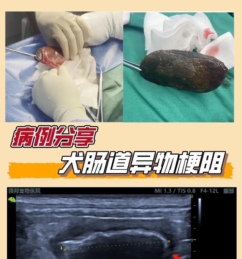 狗狗肠胃病变的症状及治疗方法（了解狗狗肠胃病变的常见症状和预防措施）