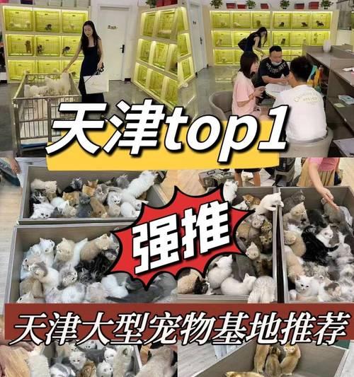 萨摩耶犬的价格究竟如何？（揭秘萨摩耶犬市场的行情和价格变动）
