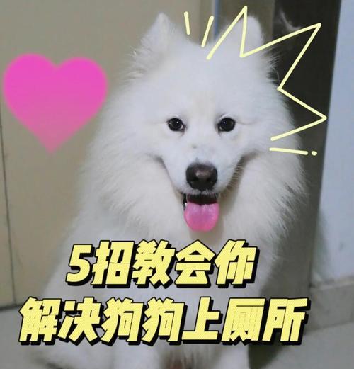 如何帮助狗狗学会定点排便？（三种操作方法帮助狗狗养成定点排便的习惯）