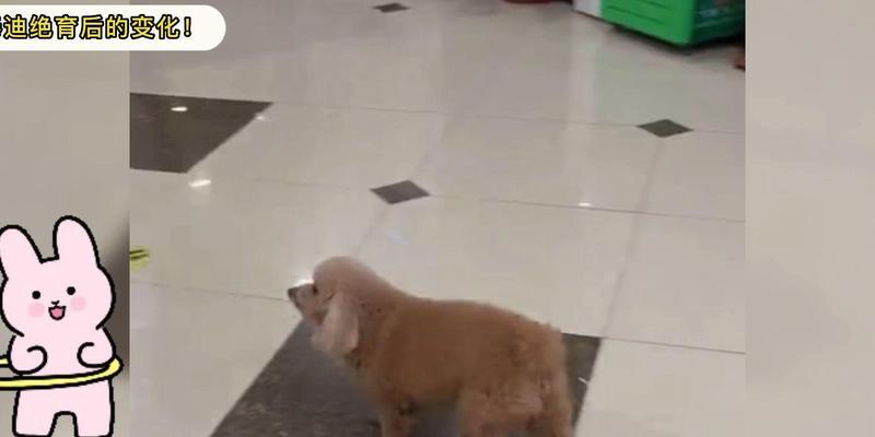 泰迪绝育恢复时间及注意事项（了解泰迪绝育恢复的时间和注意事项，让宠物更健康）