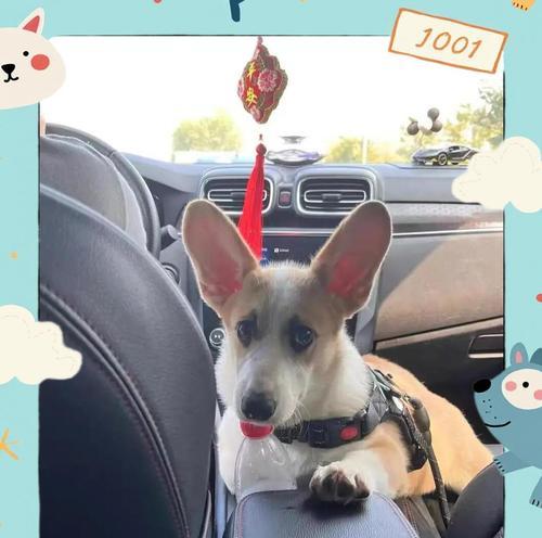 柯基犬的成长周期与时间（探讨柯基犬从幼犬到成犬的时间需求）
