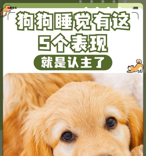与宠物狗共眠（狗病媒介）