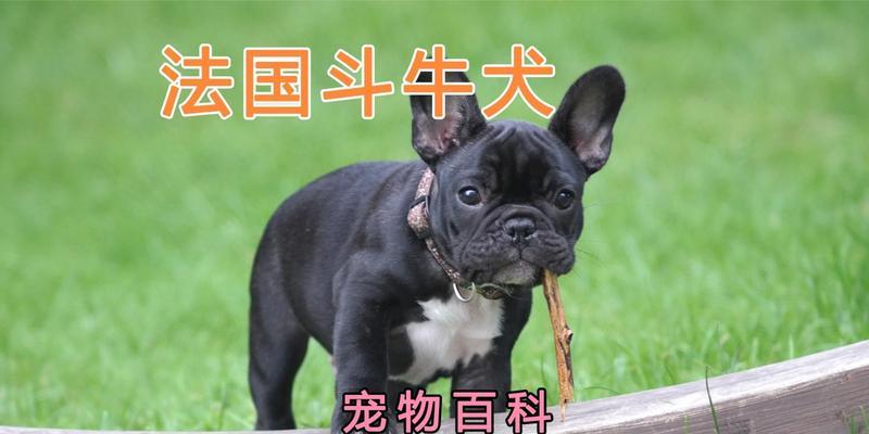 如何喂养法国斗牛犬？六不要让你的法斗健康快乐成长（掌握关键饲养技巧，让你的法斗远离健康问题）